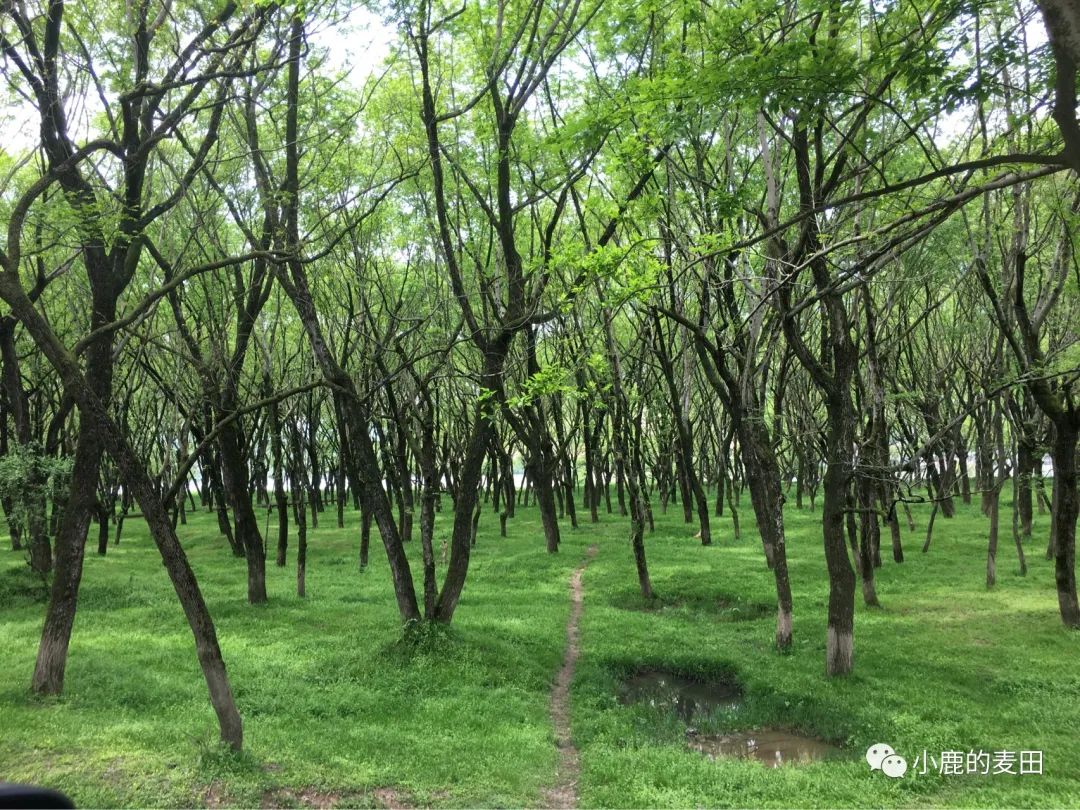 一家五口第一次住在树林的一晚