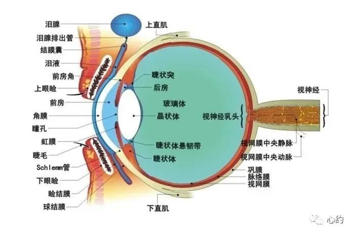 【永远的约】03 人的起源