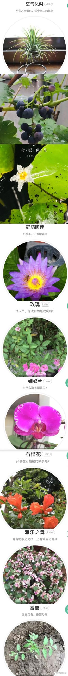 无心插柳柳成荫