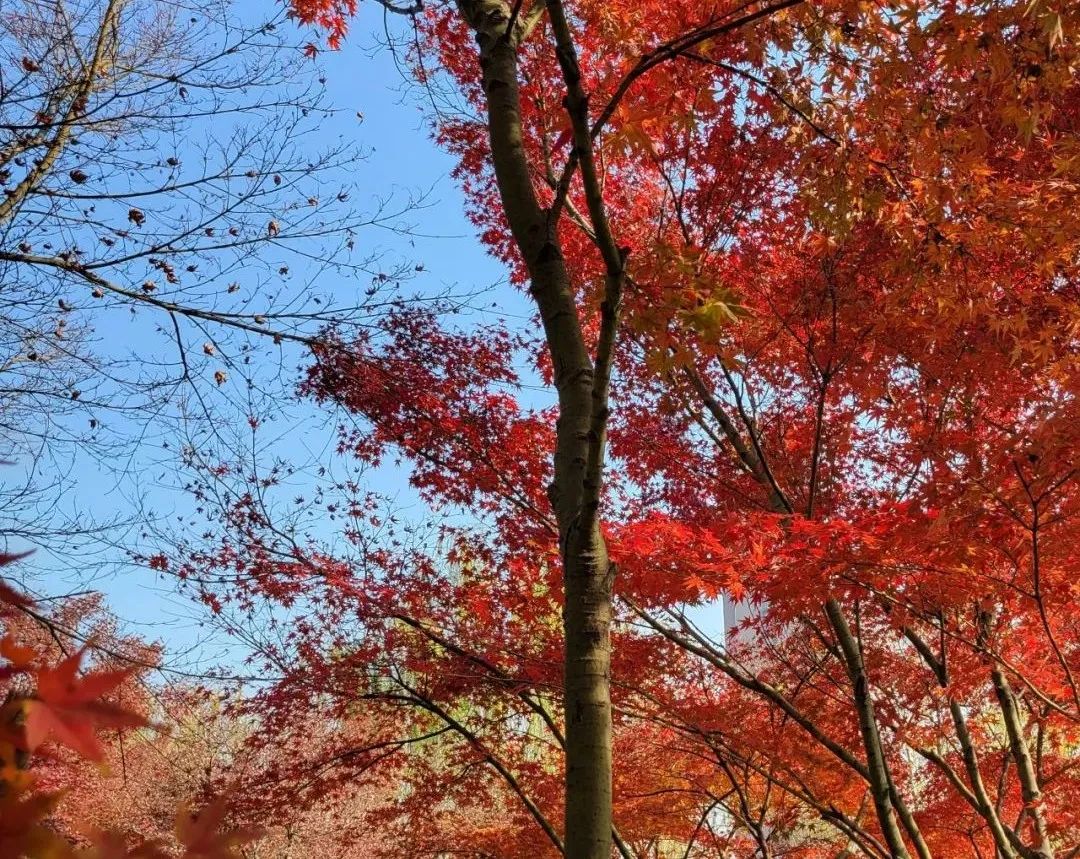 坐着轮椅看风景