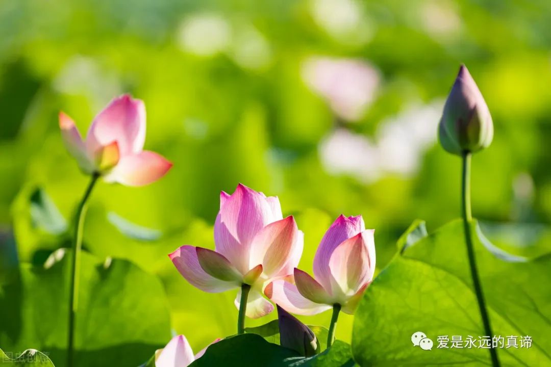 越来越虚荣，越来越骄傲