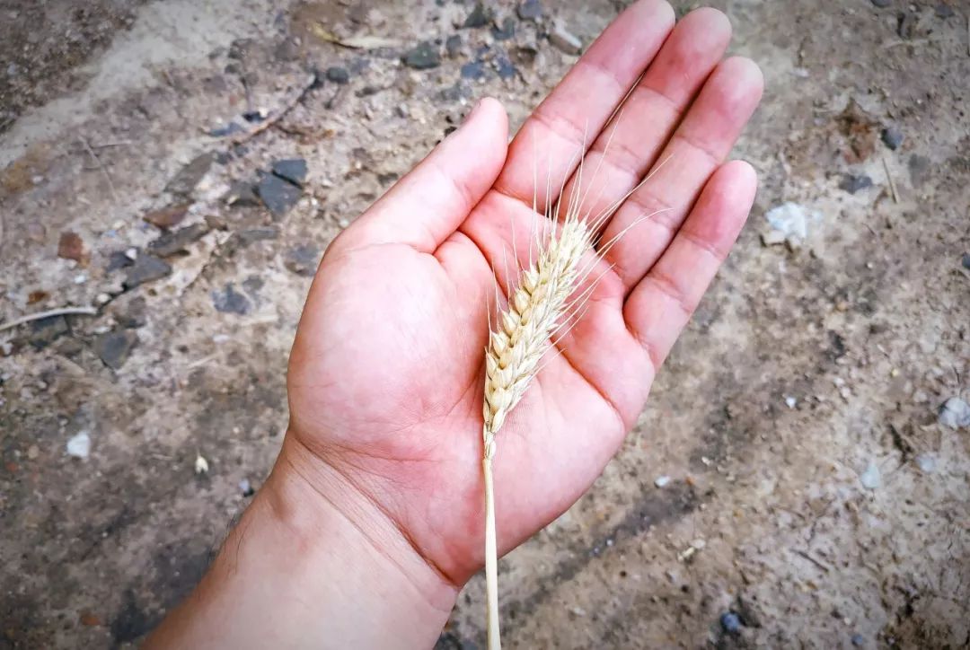 死去的麦子 活着的麻雀