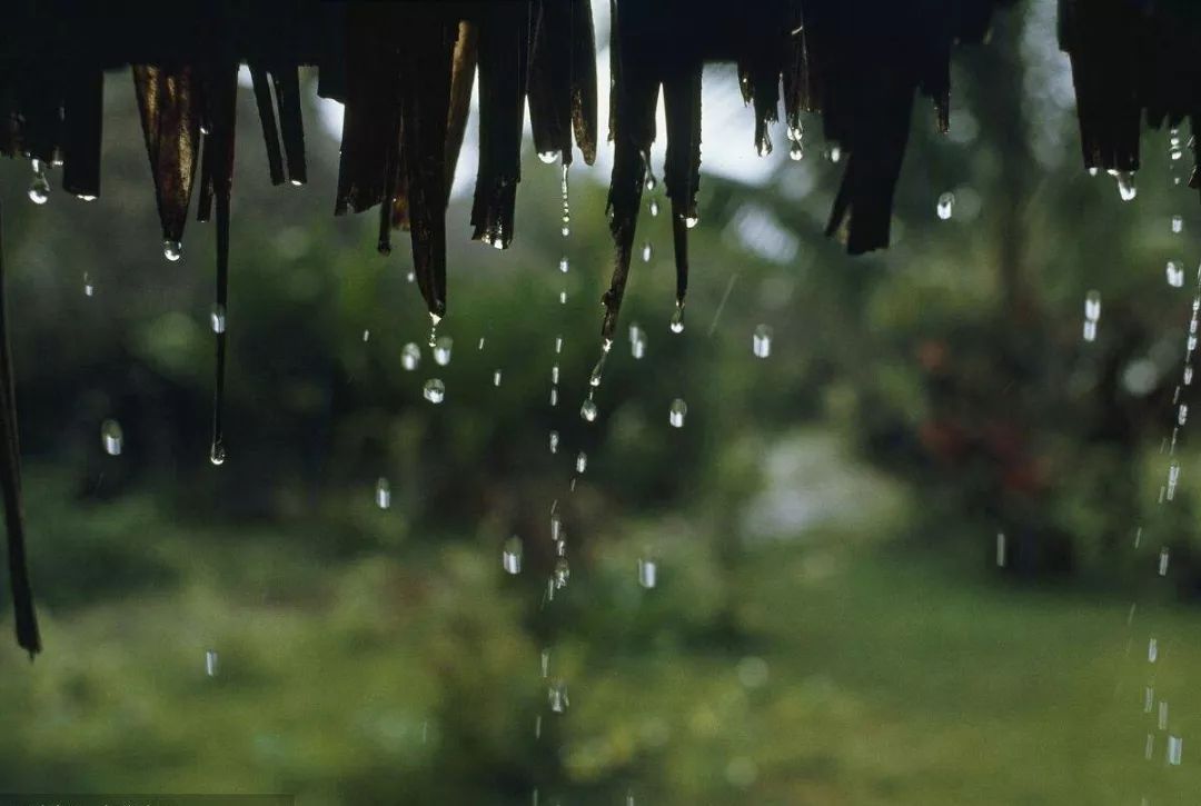 夜阑卧听风吹雨