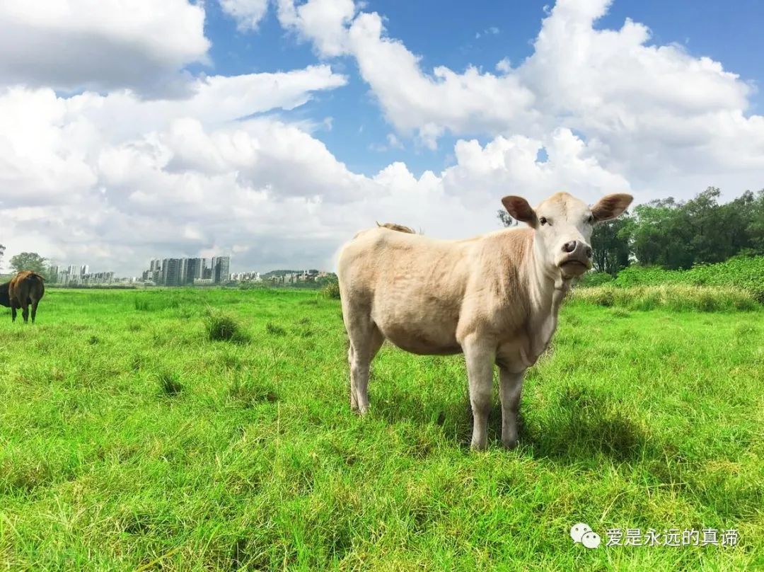 在理智和情感中达到平衡