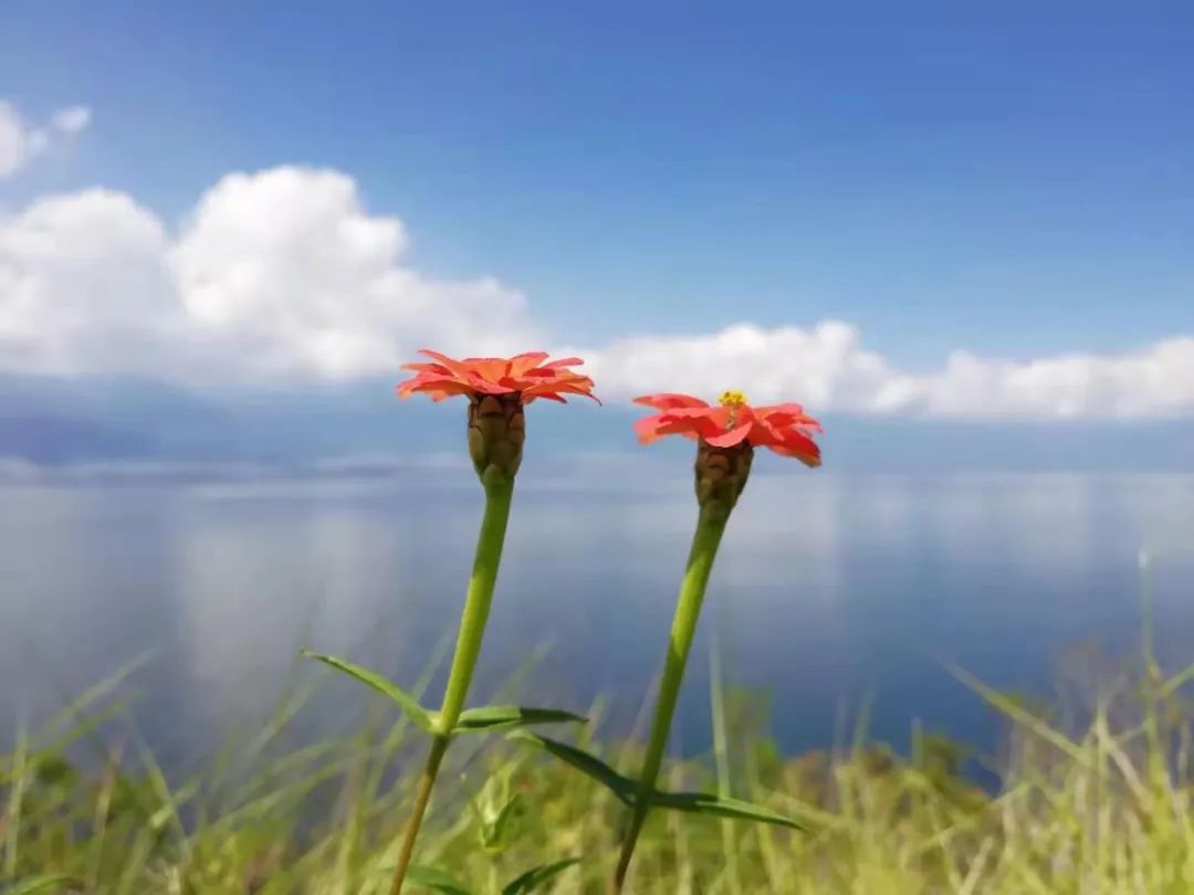 【云山映水集】花曳风前，鹭飞水上，望时云在峰头。