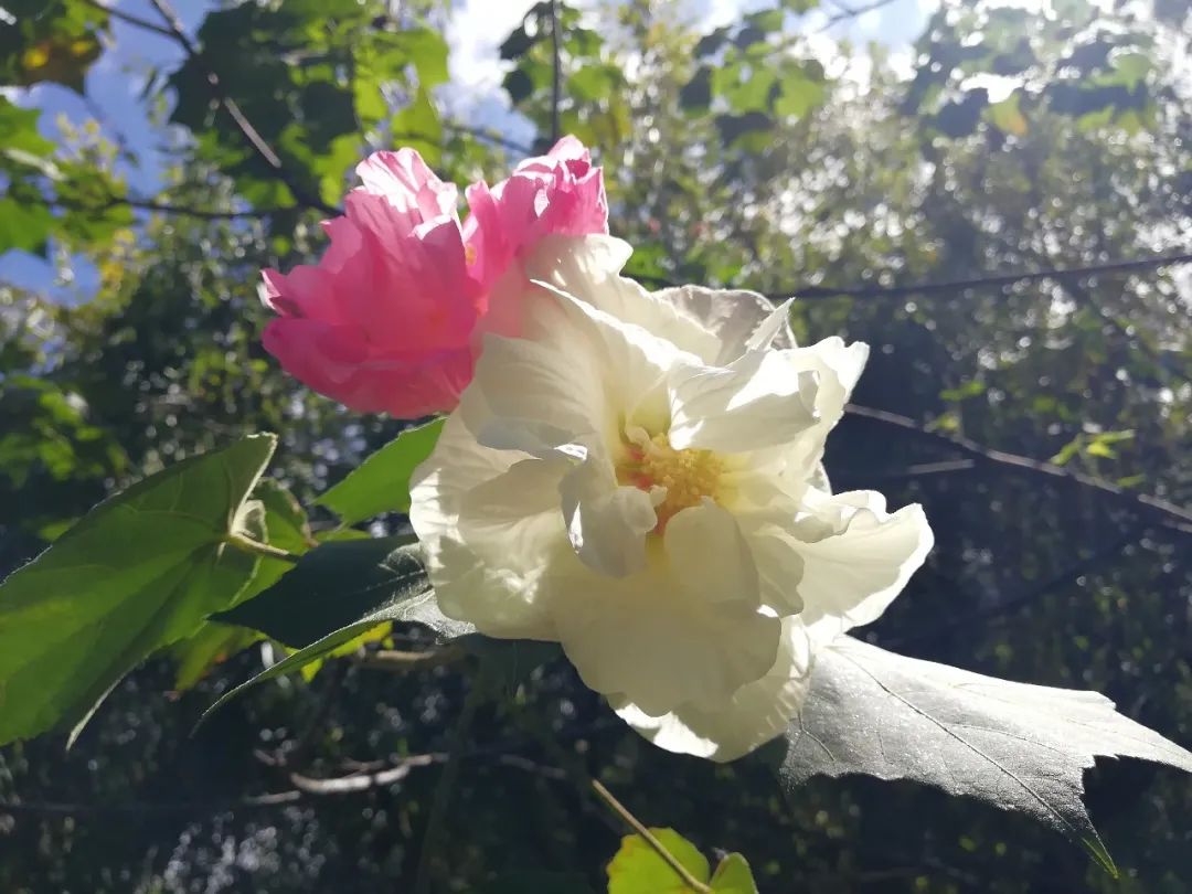 【天学节气诗】霜降时节银杏黄，风吹处处秋深凉。