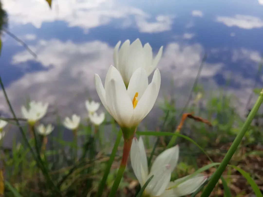 【天学节气诗】秋阳映照满川山，处暑白云浮碧天。