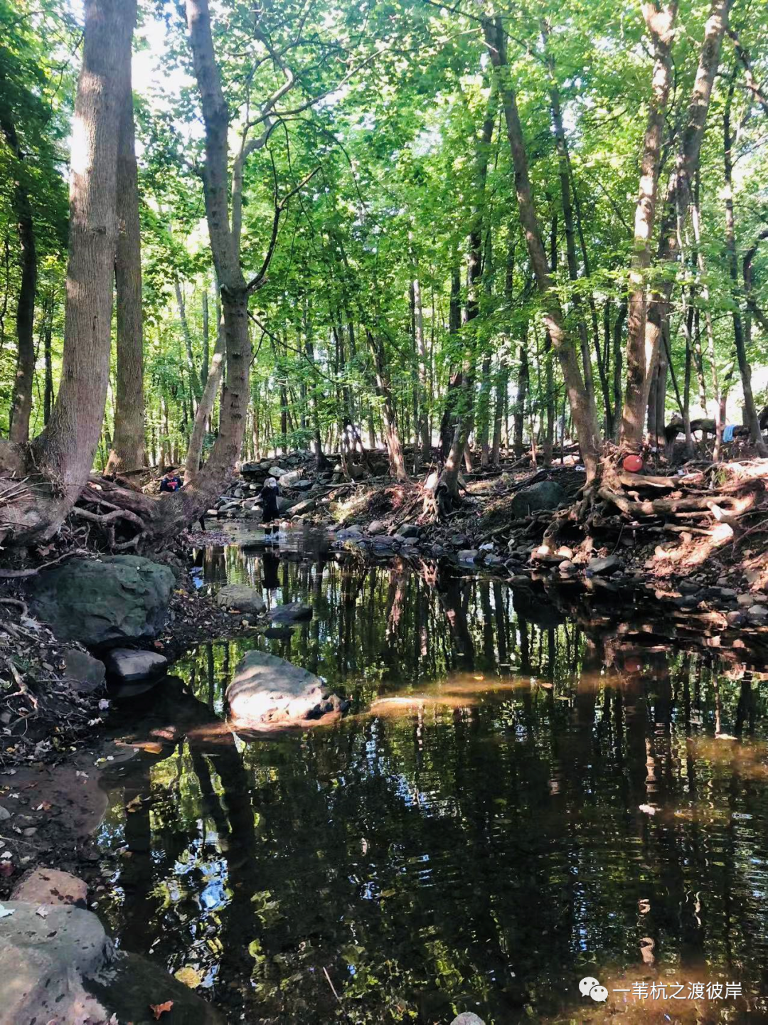 朵拉美国历险记 （18） |  高中环境科学AP课，我们趟进溪里检测水质