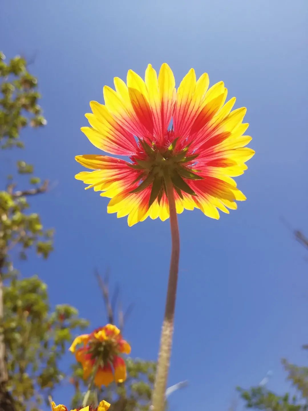 【天学绝句（100-103）】花间每羡蝶从容，谁信昔时只是虫。