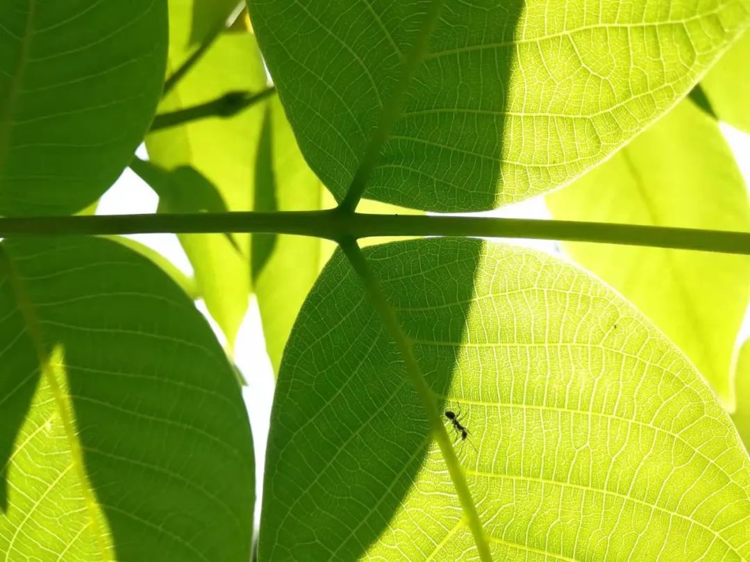 【天学节气诗】立夏葱茏草木长，譬诸生命愿兴康。