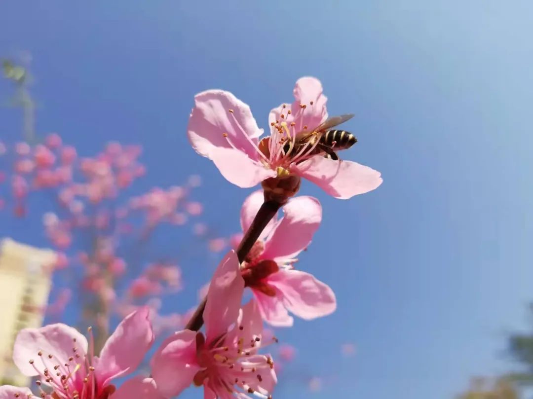 【天学节气诗】兰芽初绽柳鹅黄，时令春分恰晴阳。