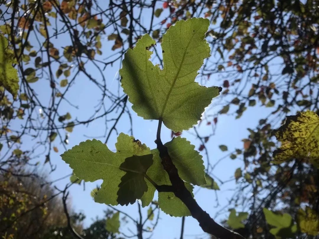 【为孩子写一首诗（155）】粉红色的小兔子