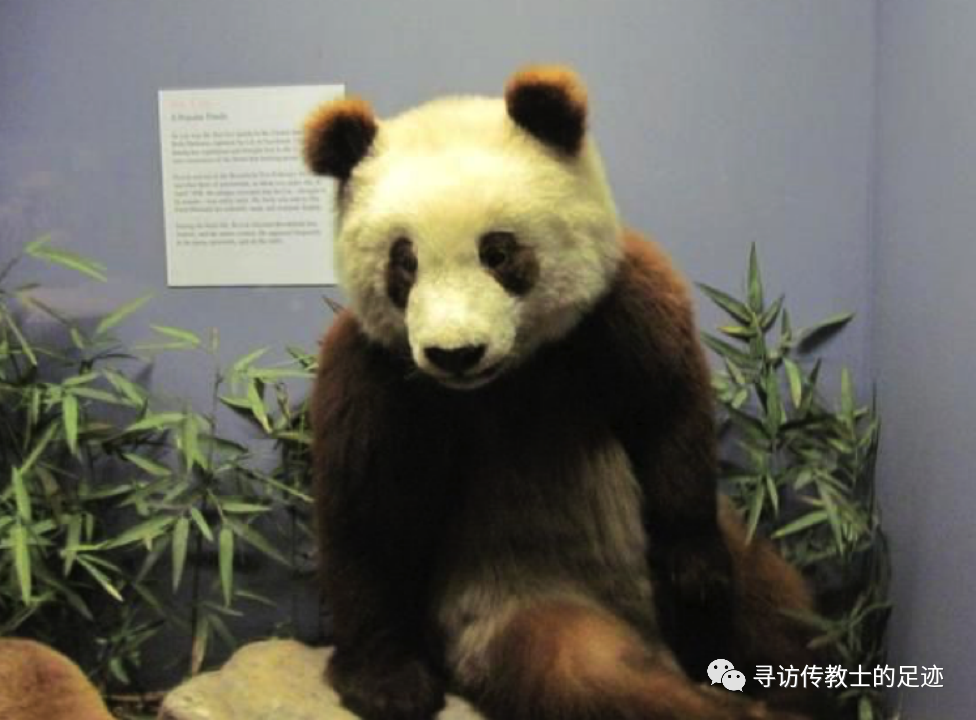 大熊猫|第一次出国的历史真相