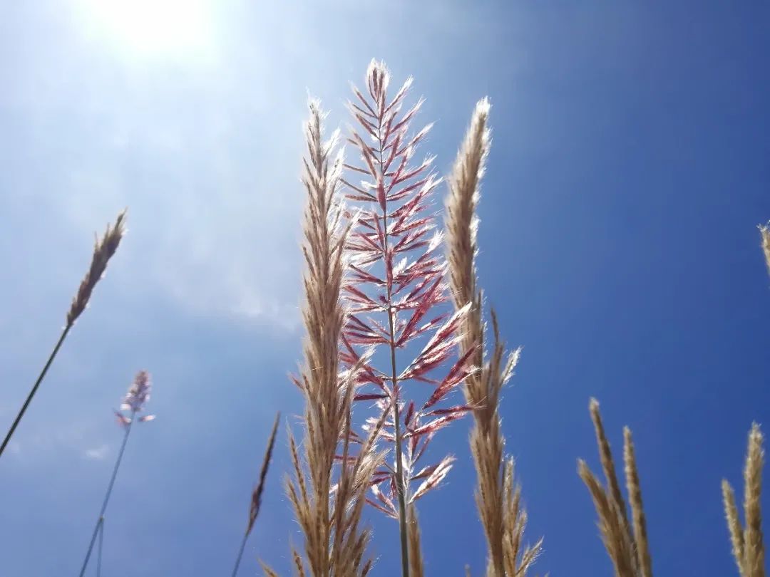 【天学节气诗】霜降时节银杏黄，风吹处处秋深凉。