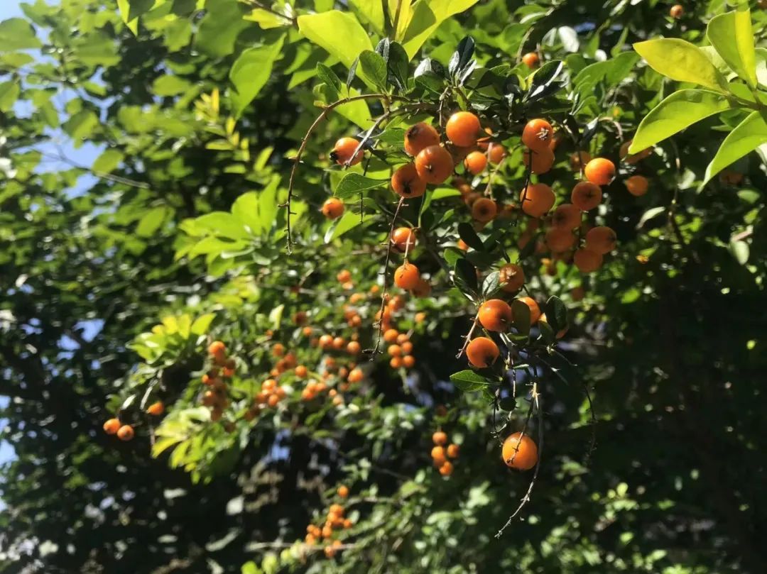 【为孩子写一首诗（153）】十四行 · 感恩的诗