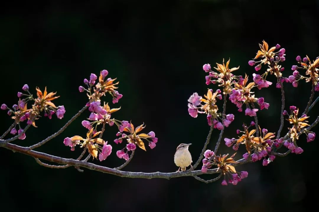 【为孩子写一首诗（51-60）】我爱大地