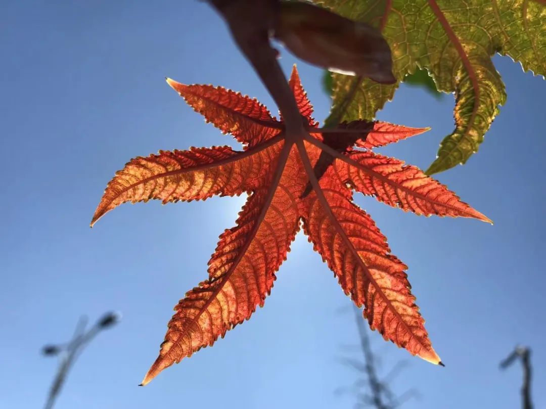 【为孩子写一首诗（152）】伯特利的雅各