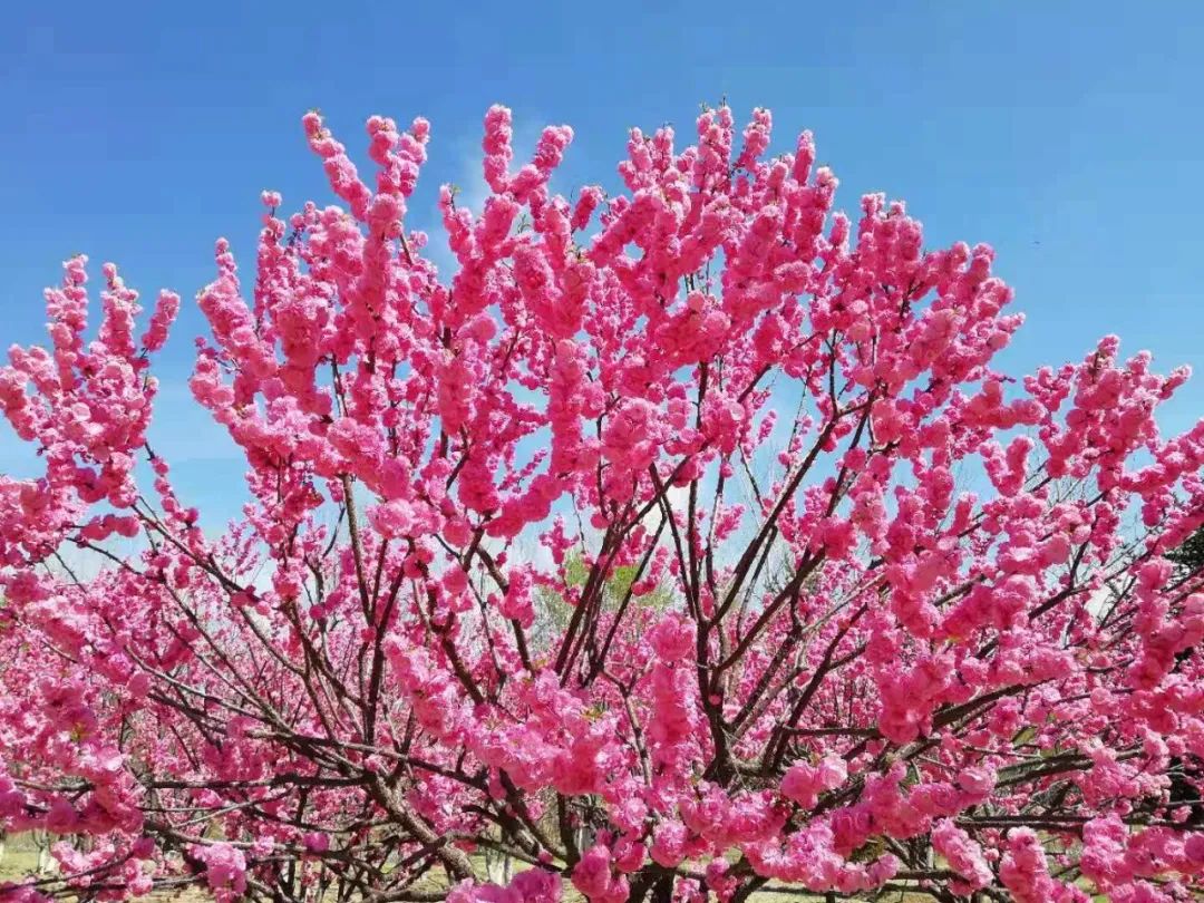 【为孩子写一首诗（109）】春四月