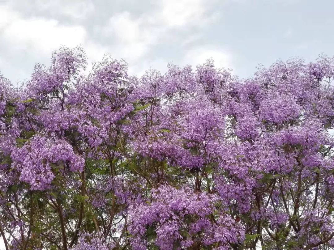 【云山映水集】青山四围，渌水一陂。步林岸、野花芳菲。