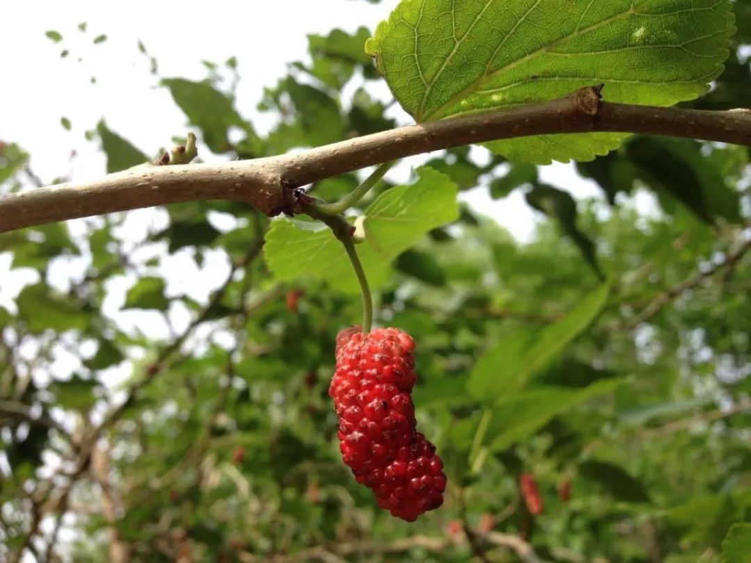 【为孩子写一首诗（89-95）】最了不起的爬树