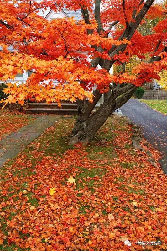 林世钰 | 北美无所有，赠君一片秋