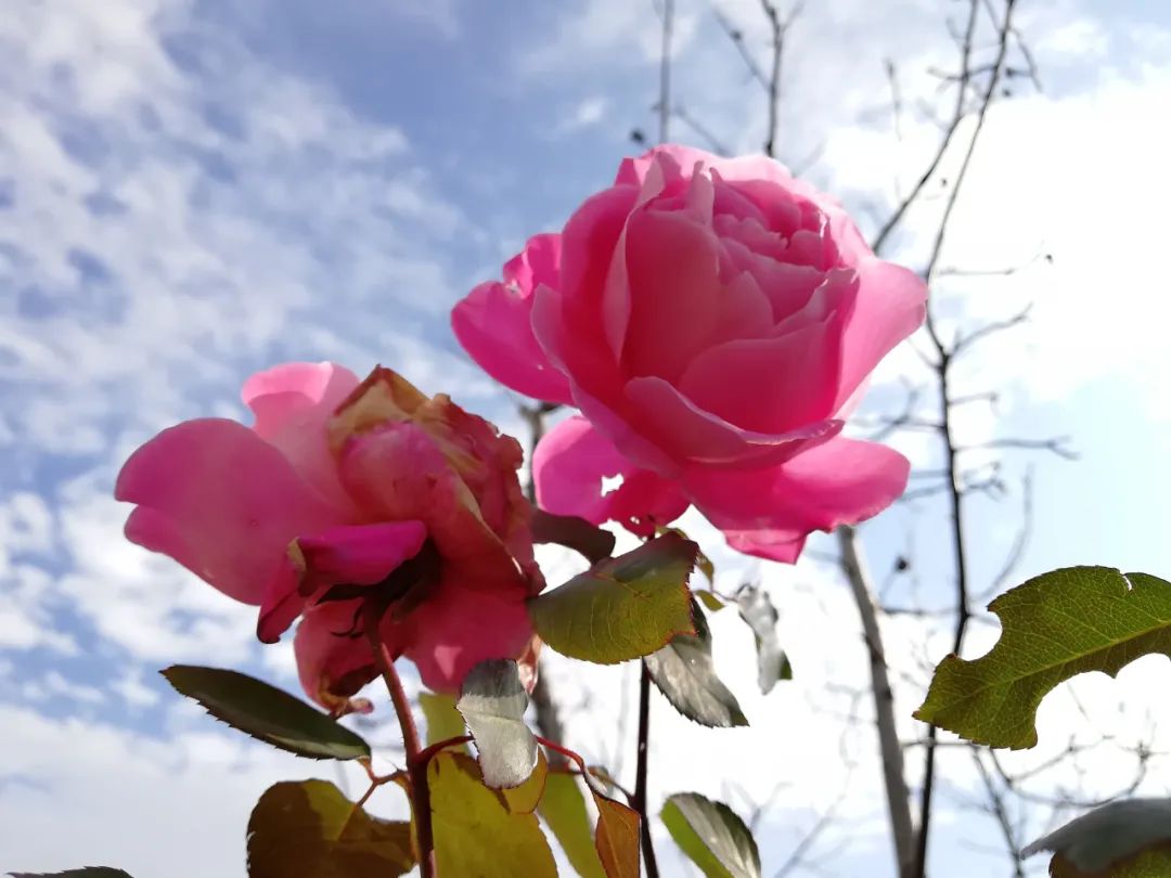 【天学节气诗】节气推移初立冬，庭前月季花犹红。