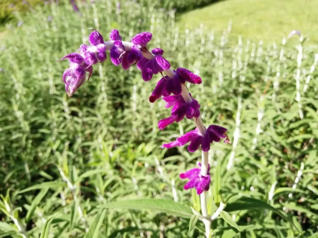 【天学节气诗】立夏葱茏草木长，譬诸生命愿兴康。