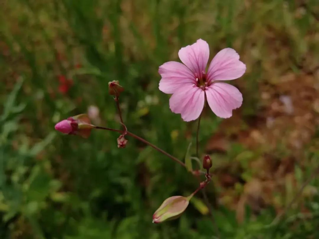 【天学节气诗】谷雨落花已暮春，江山南北丹青匀。