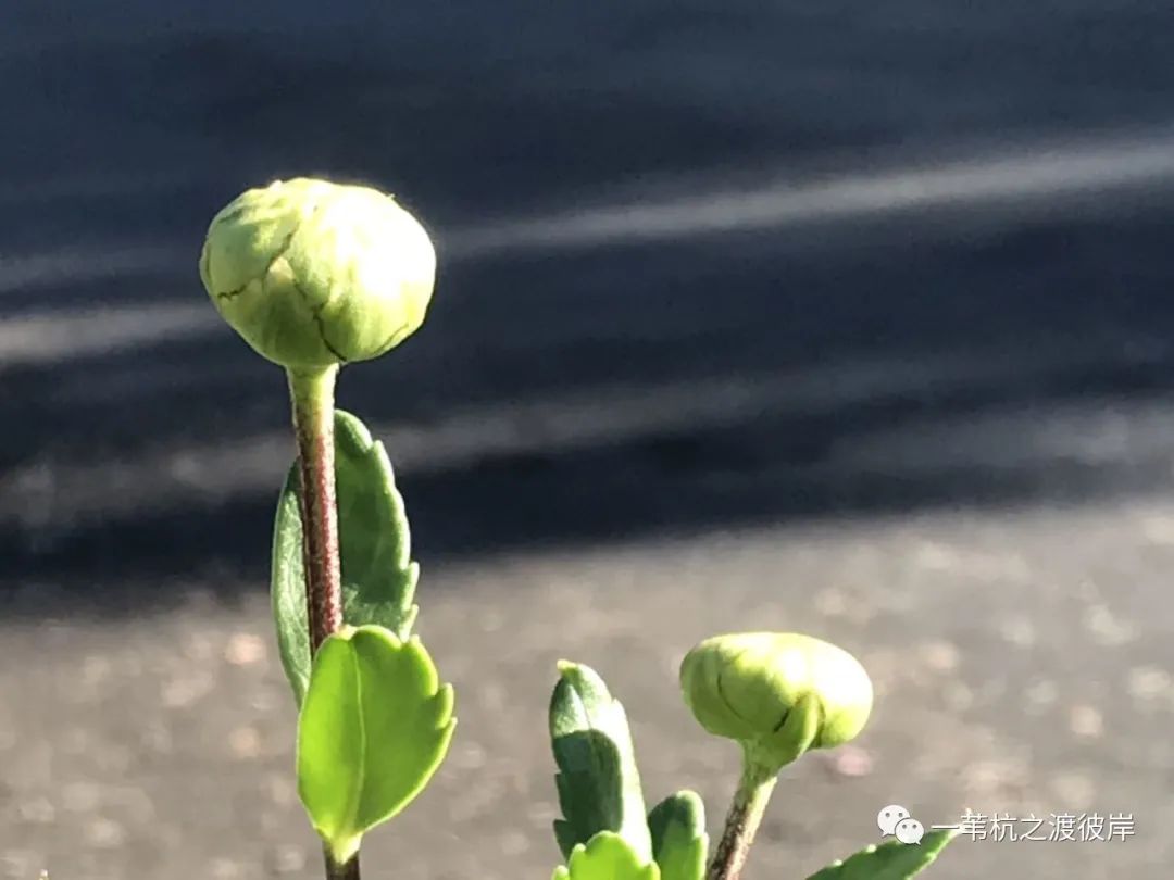 光阴的故事 | 有些花儿开在秋风里