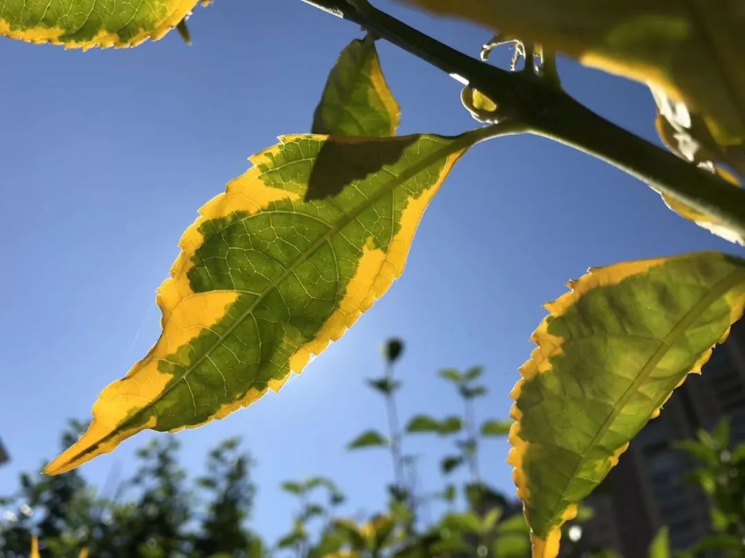 【天学节气诗】节气推移初立冬，庭前月季花犹红。