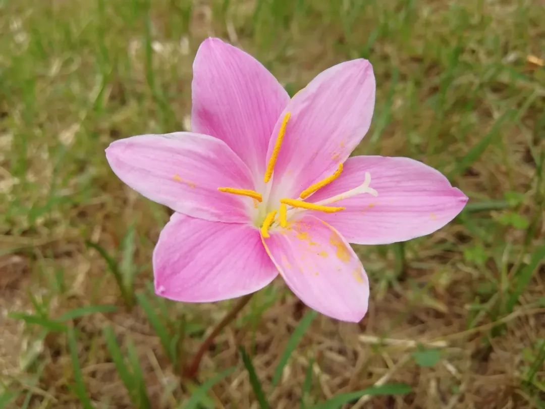 【天学节气诗】霜降时节银杏黄，风吹处处秋深凉。