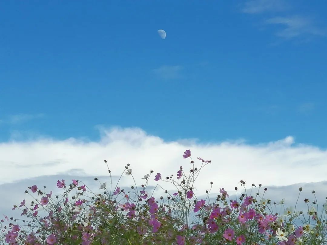 【天学节气诗】时序倏兮露已寒，菊黄枫赤望河山。