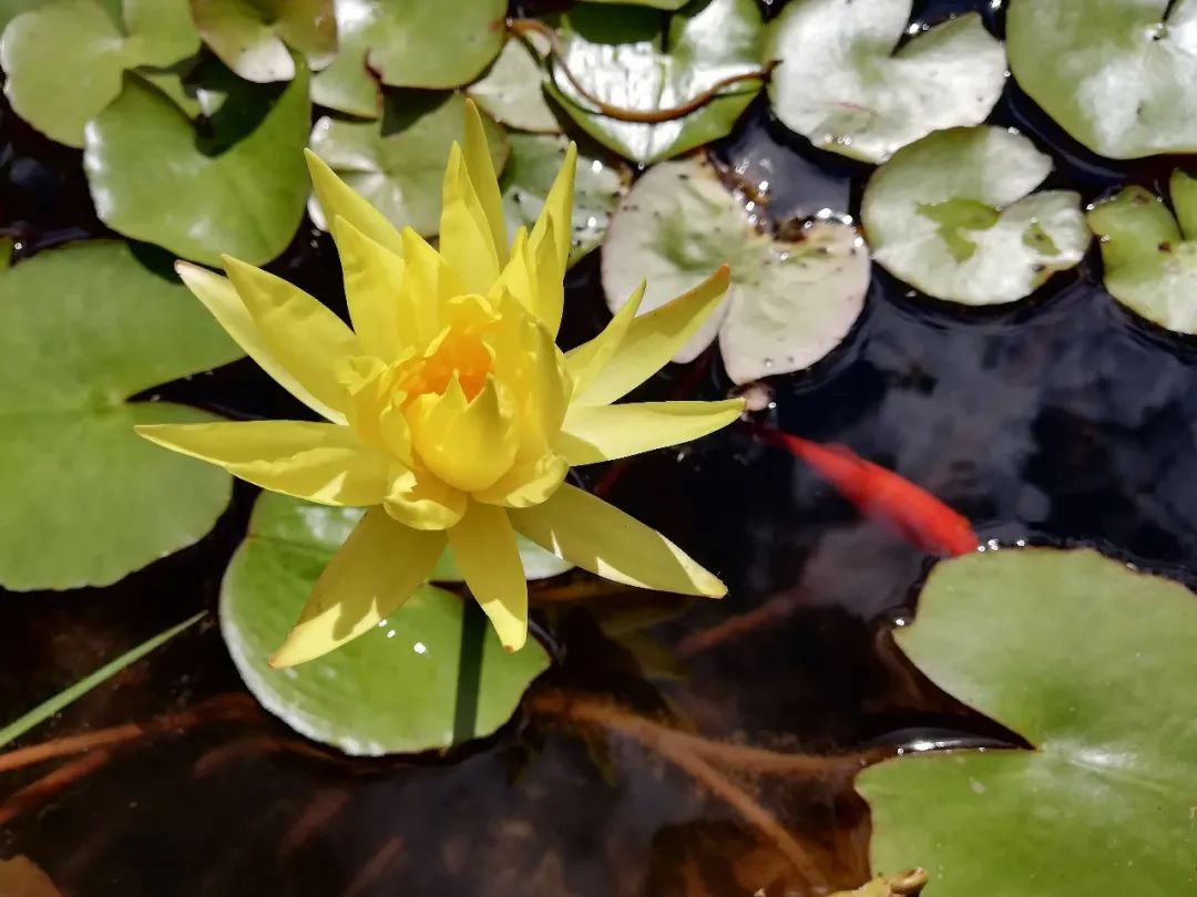 【天学节气诗】大暑节终夏令完，时方蒸烤已极炎。