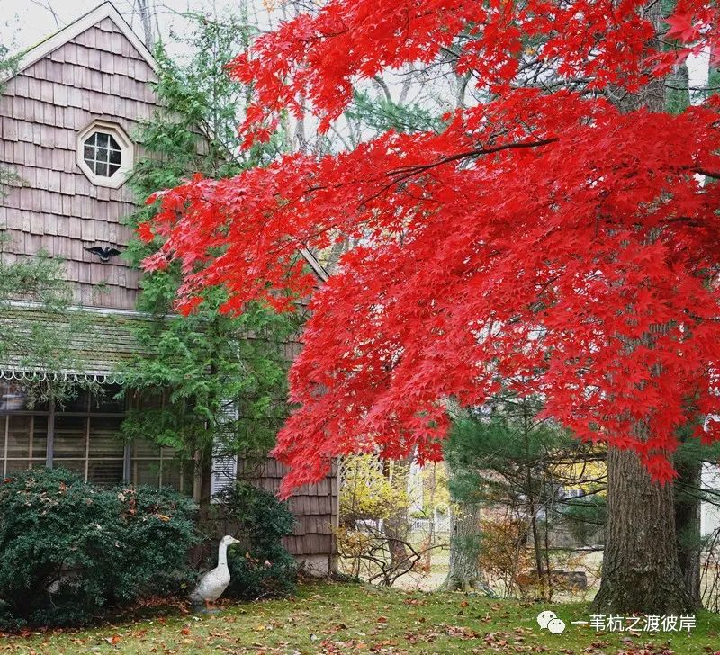 林世钰 | 北美无所有，赠君一片秋