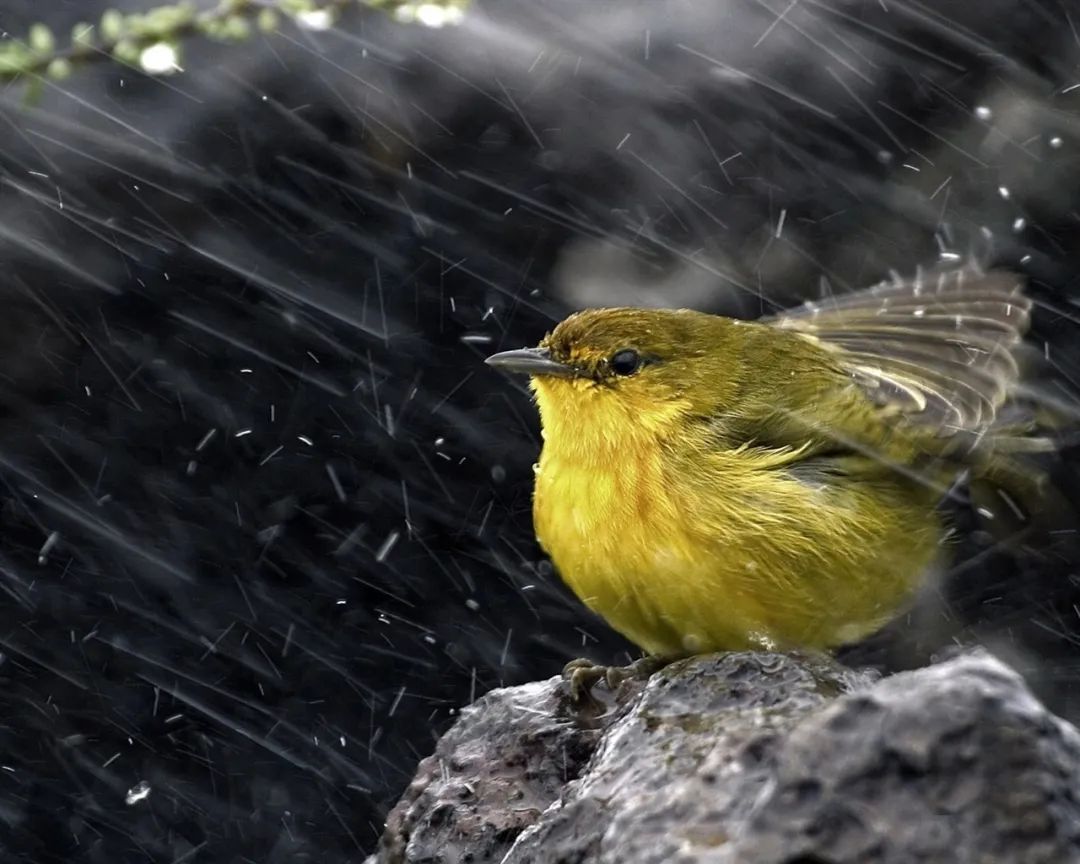 狂风暴雨即将来袭 | 权玺