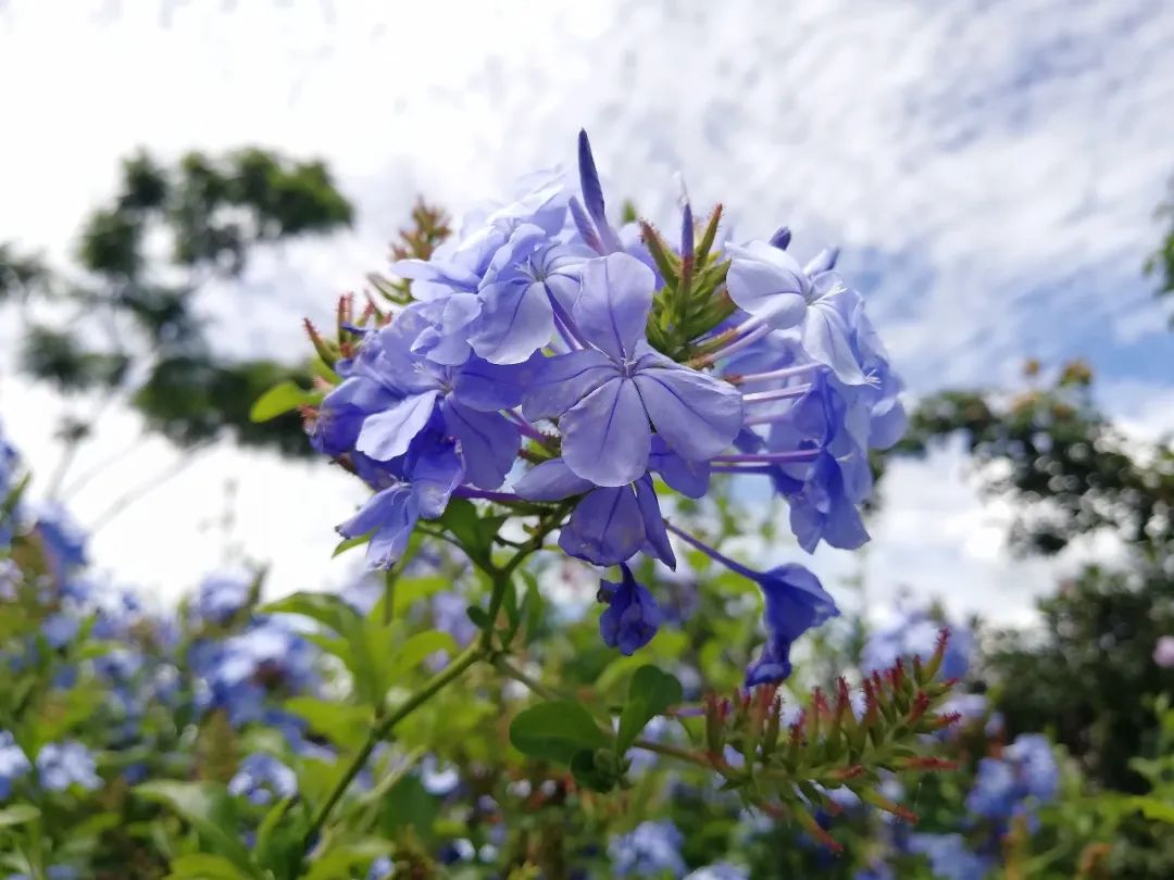 【天学节气诗】节气立秋岁已匆，云天淡淡风从容。