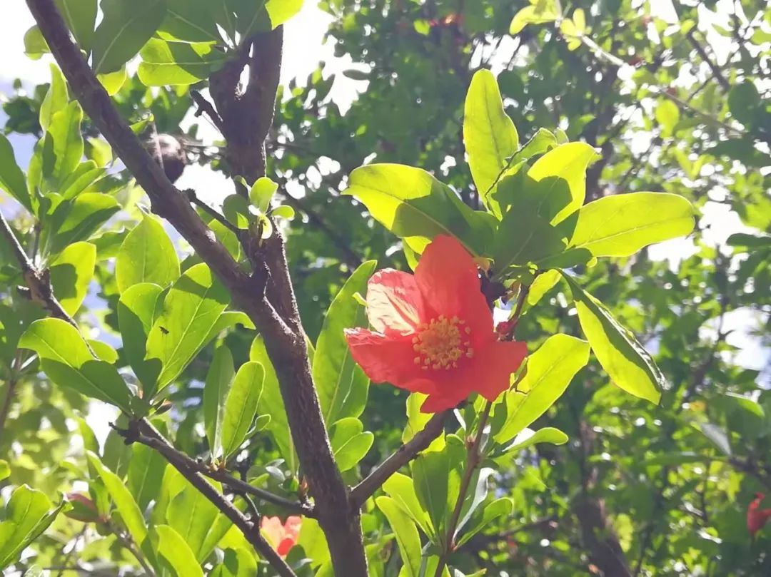 【天学节气诗】芒种江南梅雨绵，河川入汛阴晴关。