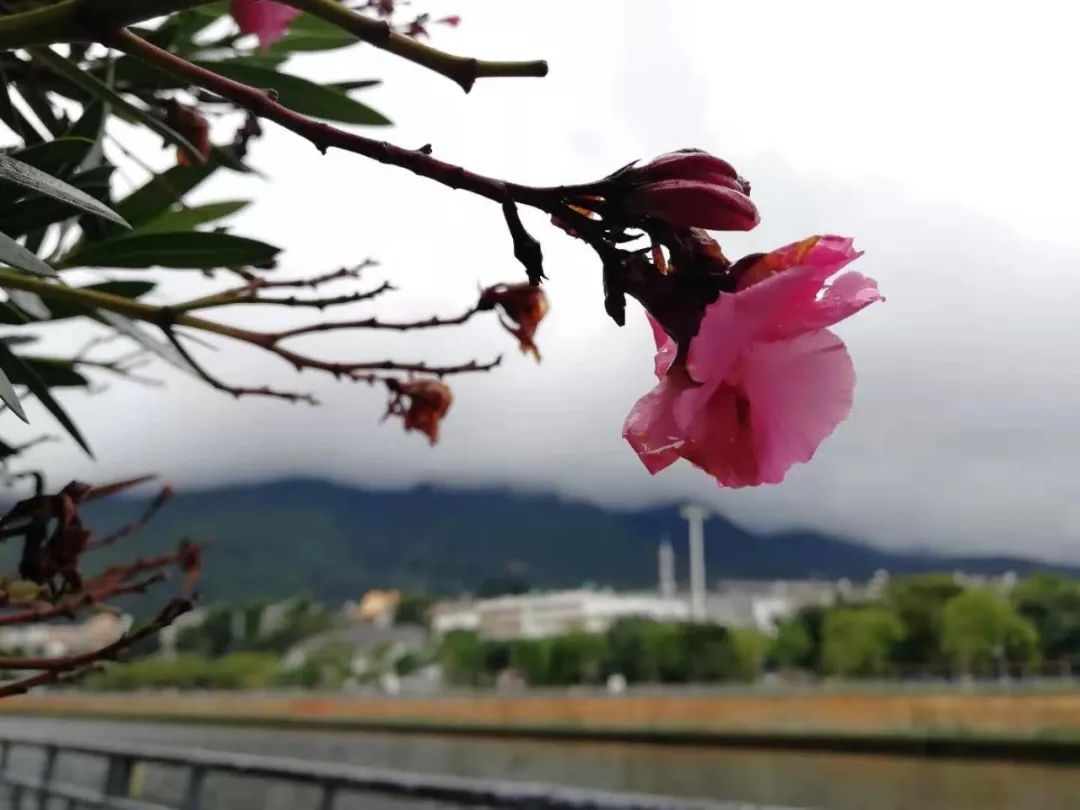 【云山映水集】云气笼峰雨意濛，沿河持伞花旁行。