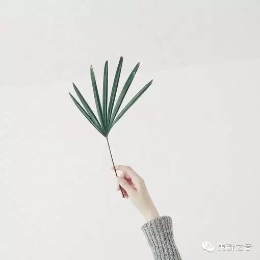 【书架上的花盆】