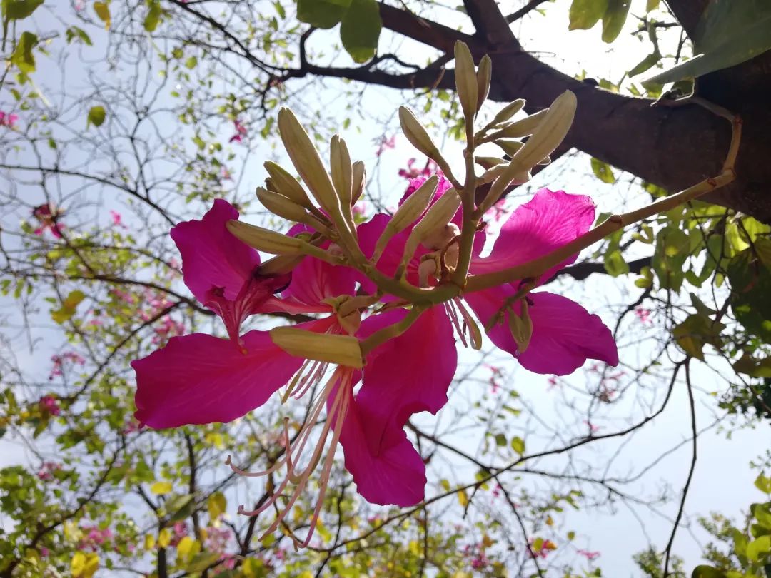 【天学节气诗】大雪时节河水冻，三星猎户挂冬空。