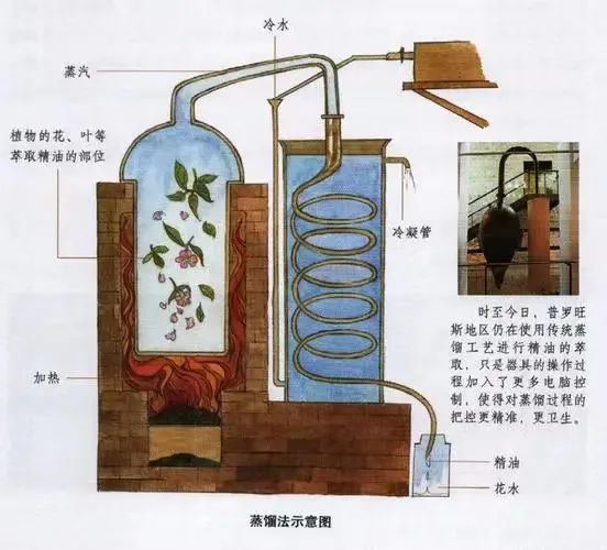 带你回到自然，被植物治愈