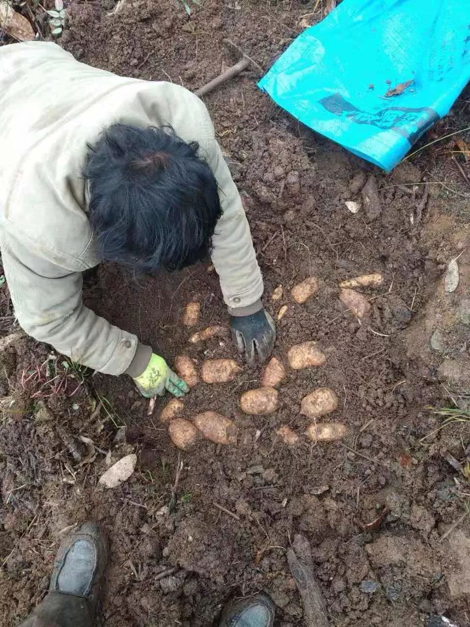 天寒地冻：石门坎天麻种植户弟兄姊妹急需您的帮助