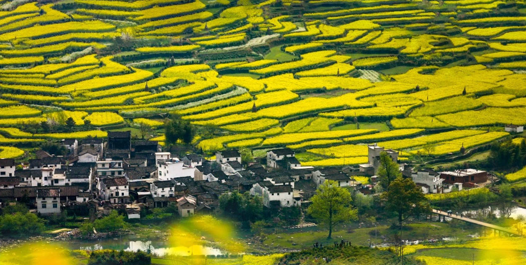 二鱼：油菜花语——长在地上的光和盐