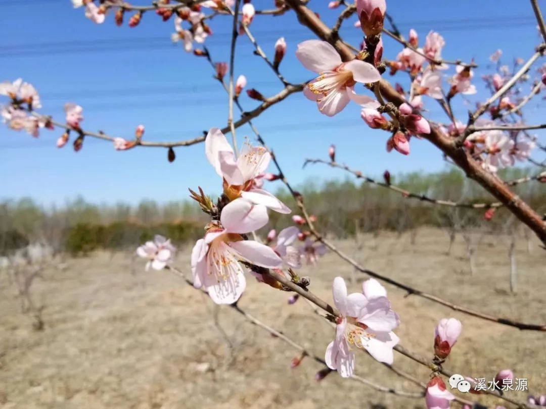 若我是一朵小花