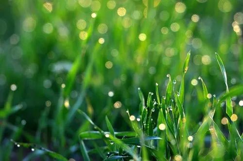 谷雨时节来听雨