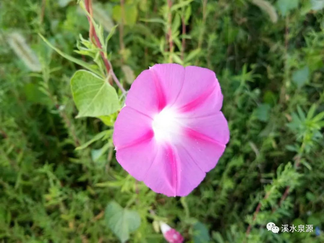 如果一朵花儿都能自由地绽放