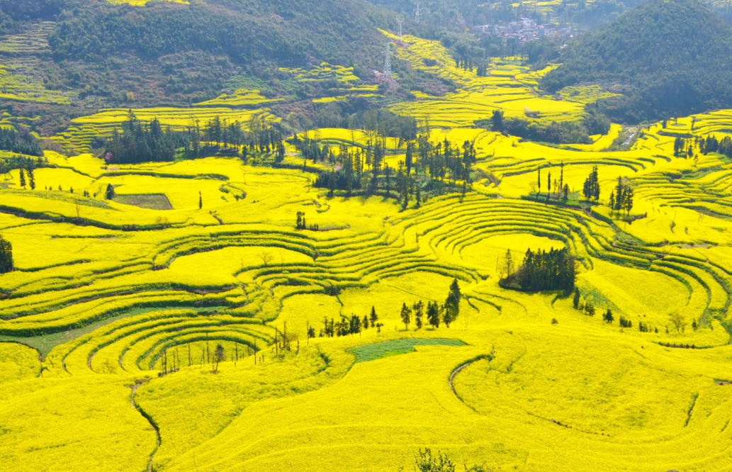 二鱼：油菜花语——长在地上的光和盐