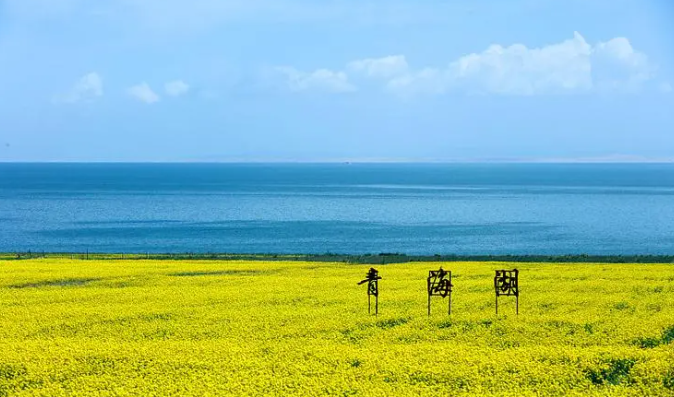 二鱼：油菜花语——长在地上的光和盐