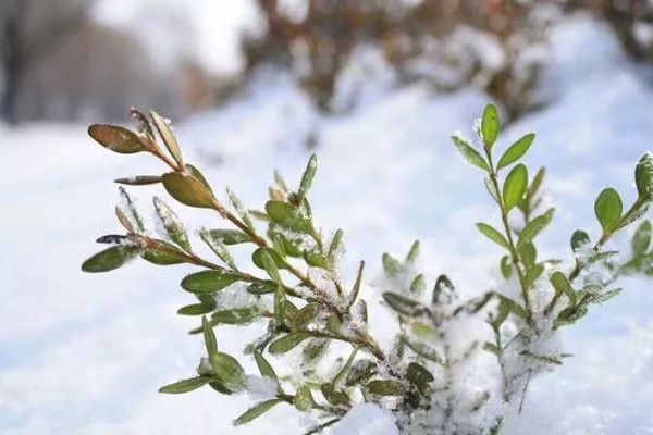 2018年4月北京  春雷 春雨 春雪