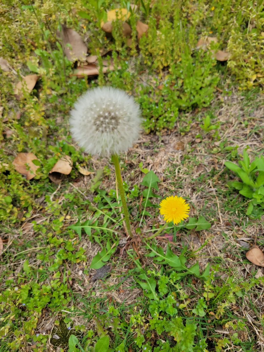 我爱小草的生命